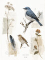 Image Not Available